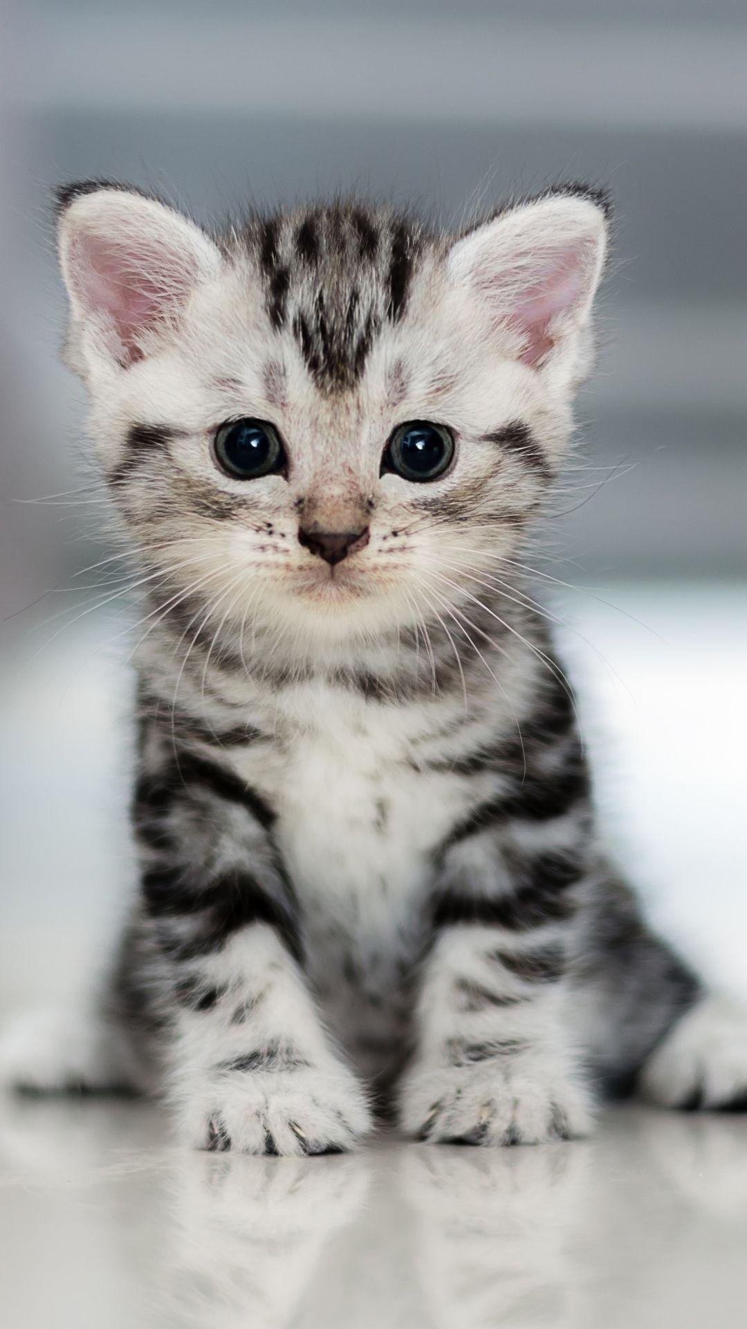cute grey kittens