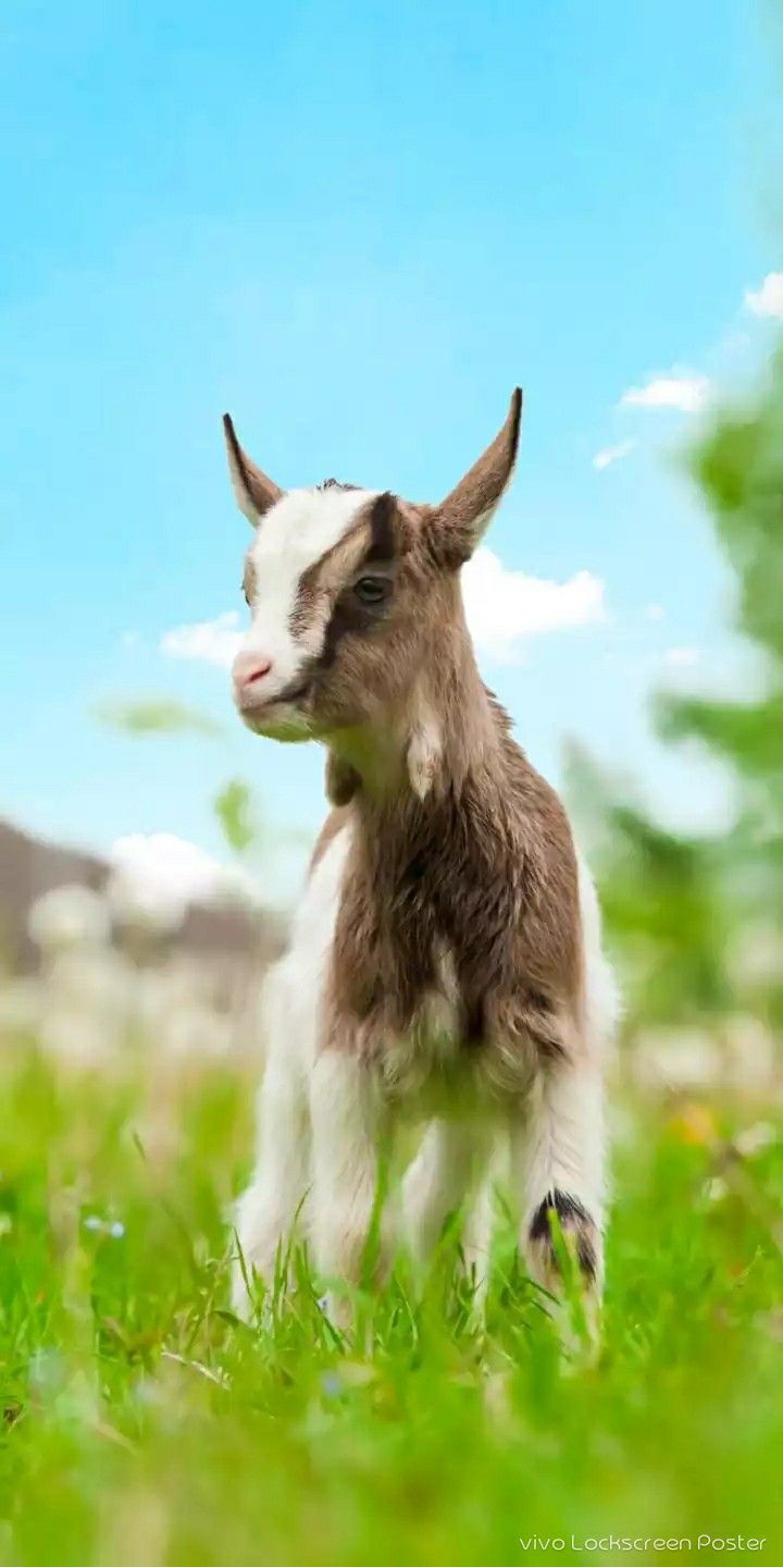 Download Goat wallpapers for mobile phone free Goat HD pictures