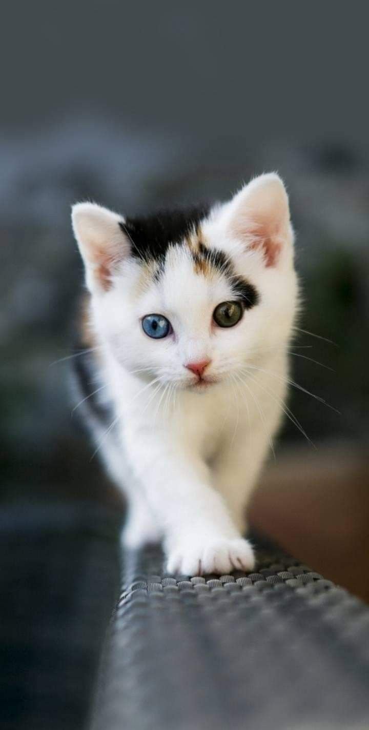74+ Kitten Wallpapers: HD, 4K, 5K for PC and Mobile | Download free images  for iPhone, Android