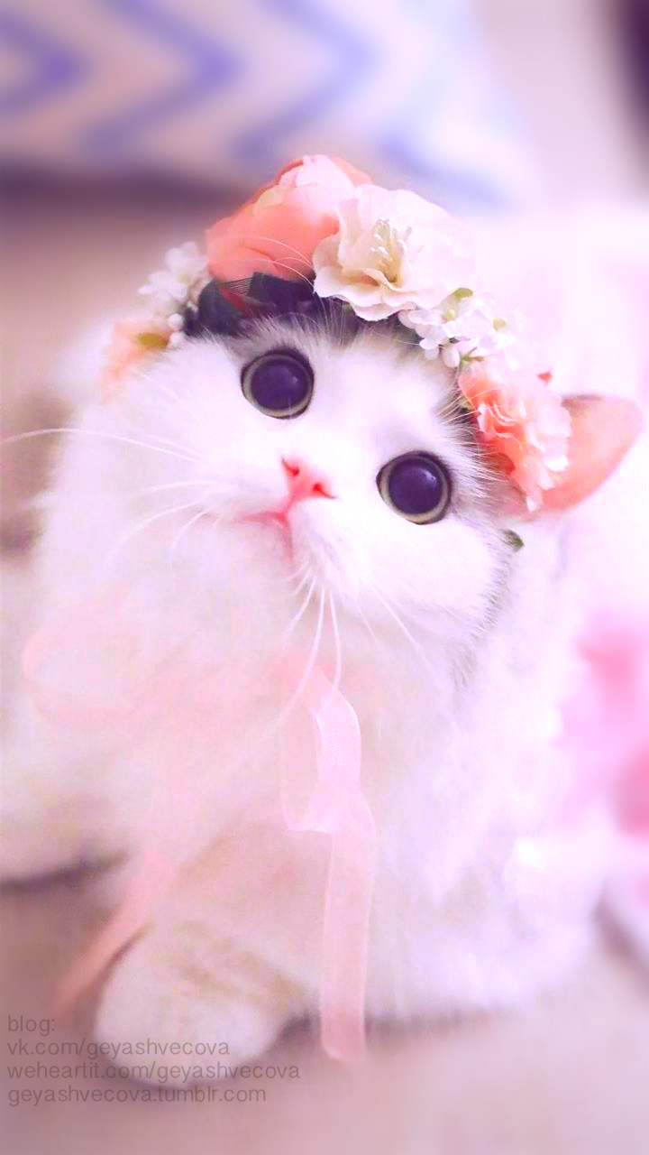 Cute White Kitten Wallpaper Download | MobCup