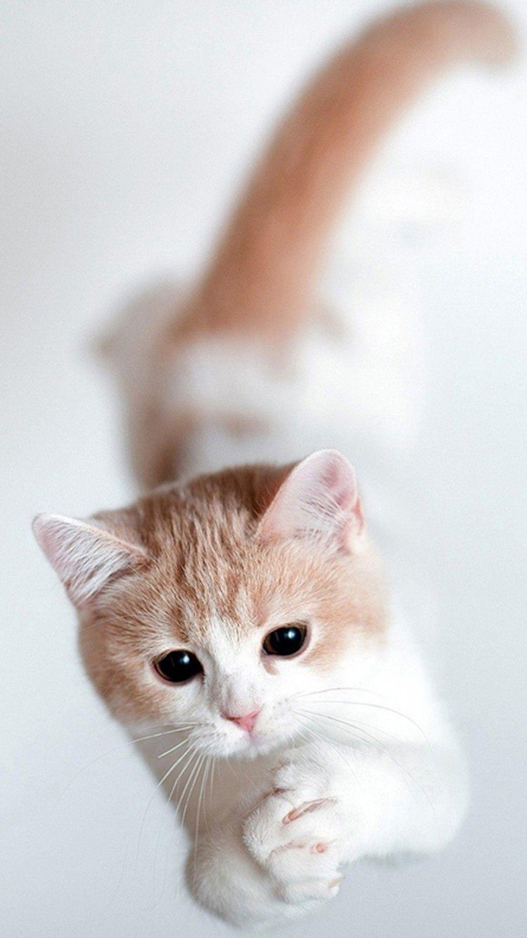 hd wallpapers of cute cats
