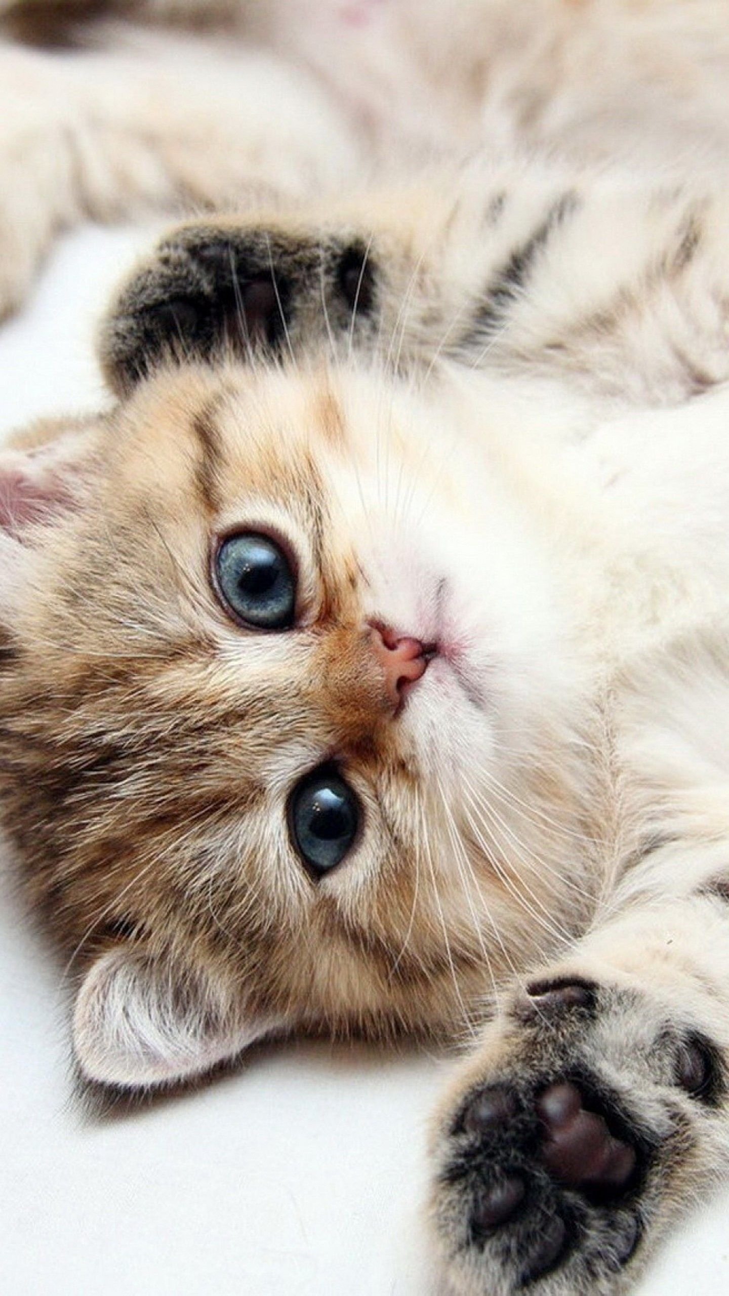 Cute Cat Kitten