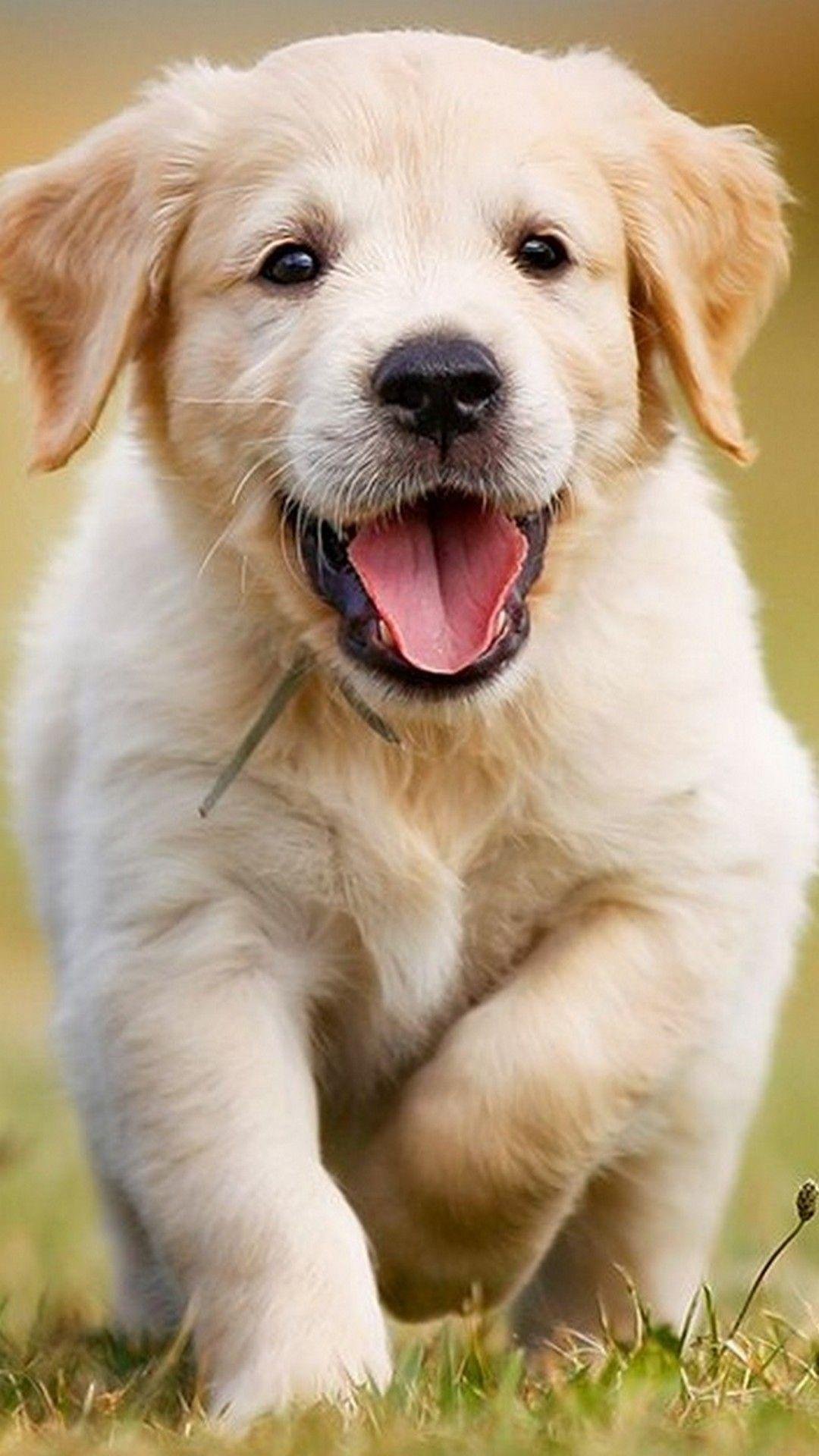 Cute Puppy Running Wallpaper Download | MobCup