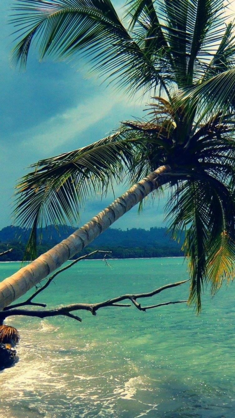 Anime Tropical beach coconut tree Wallpaper Download | MobCup