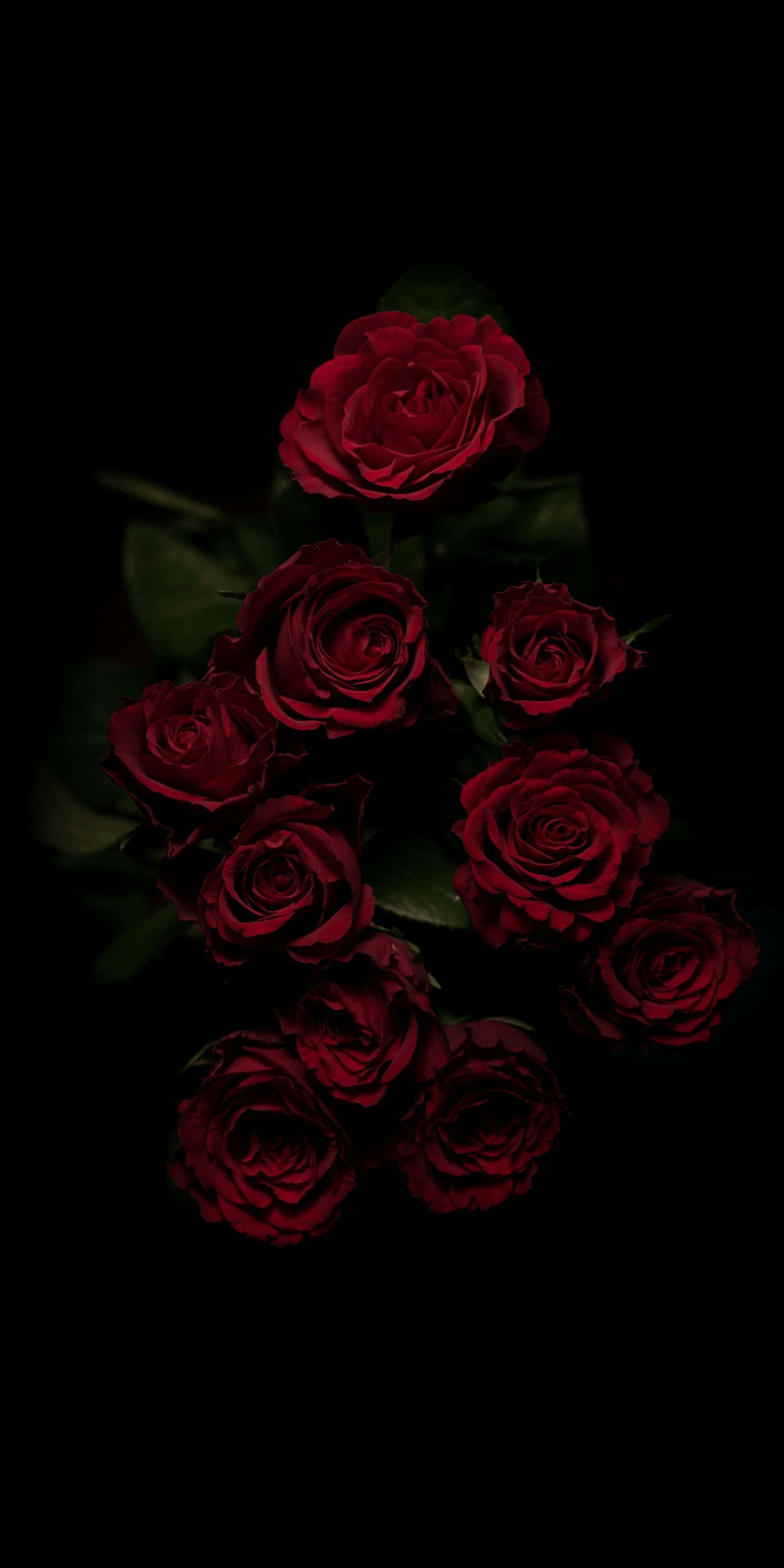 HD red roses aesthetic wallpapers  Peakpx
