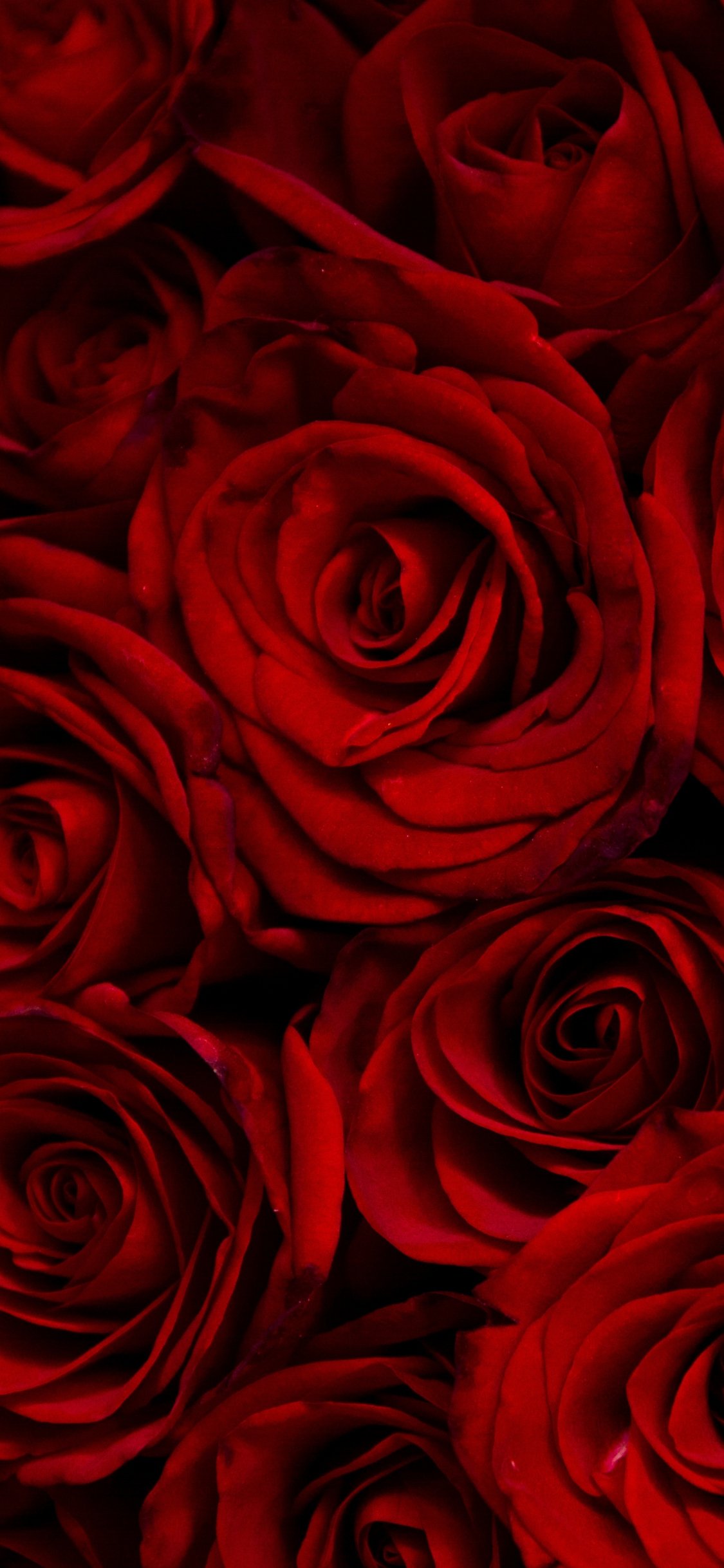 Valentines Day Wallpaper Single Red Rose  Valentines Day Wallpapers For  Your HomeScreen Aesthetic  POPSUGAR Tech Photo 27