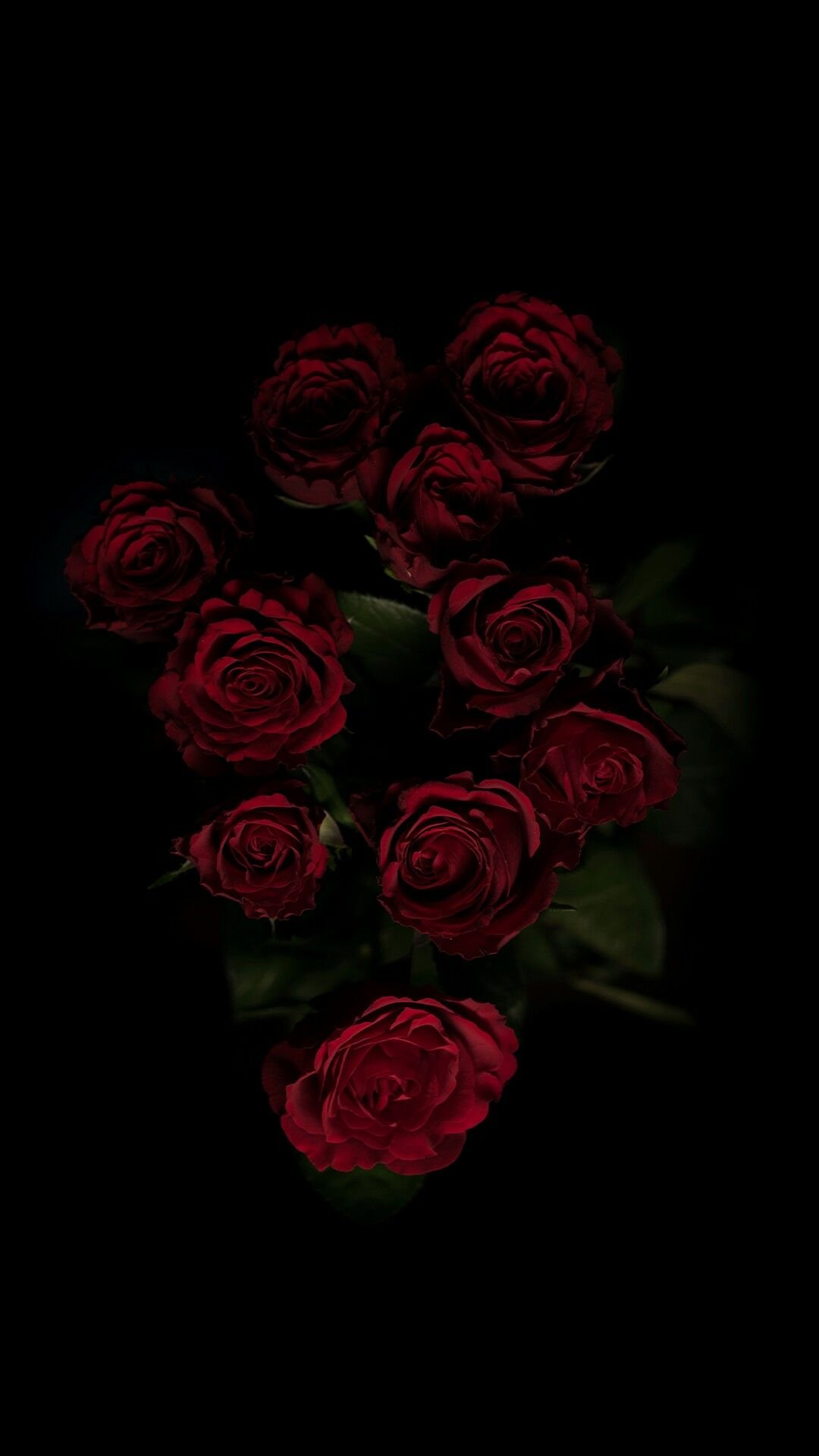 Dark red rose aesthetic flower Wallpapers Download | MobCup