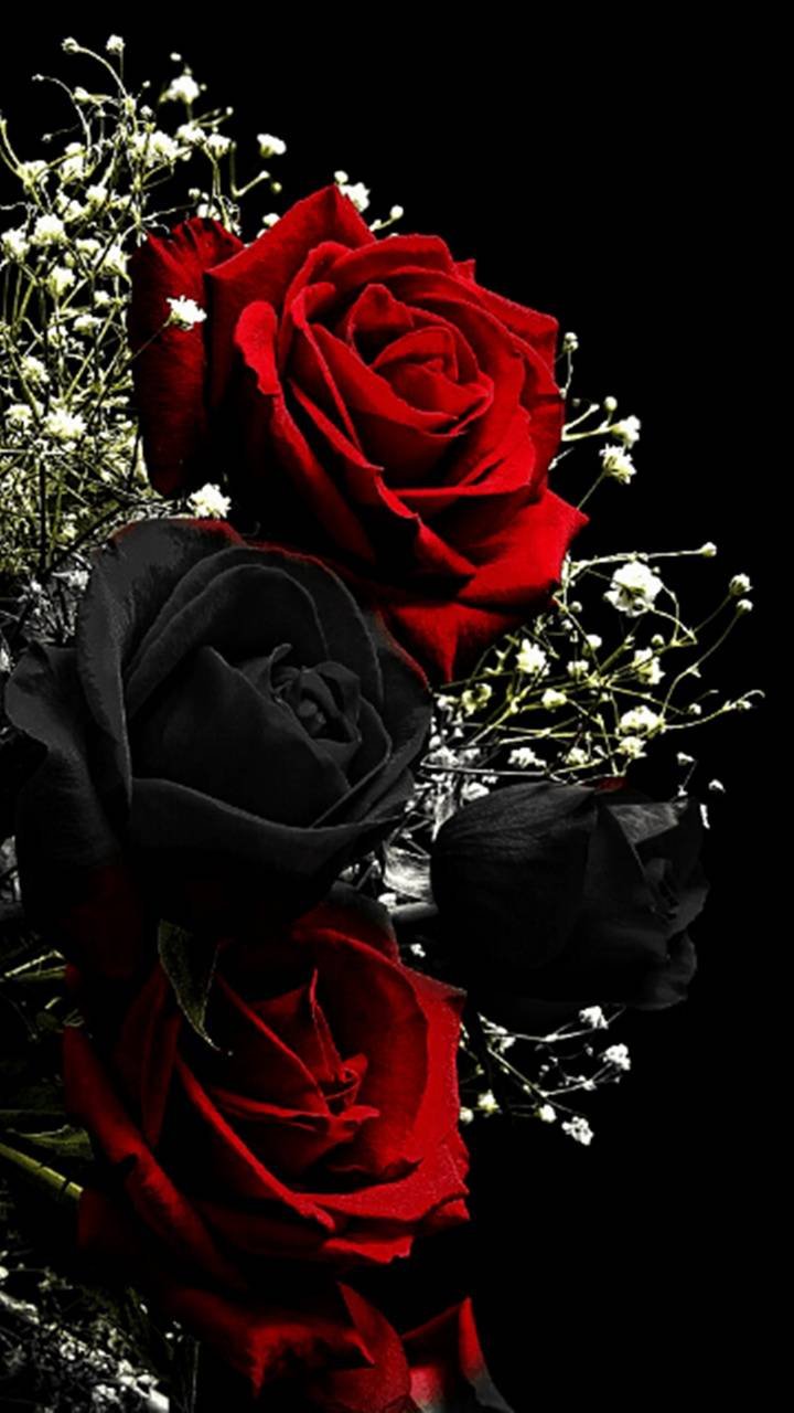 Black Rose wallpaper by MoYo99  Download on ZEDGE  d6ea