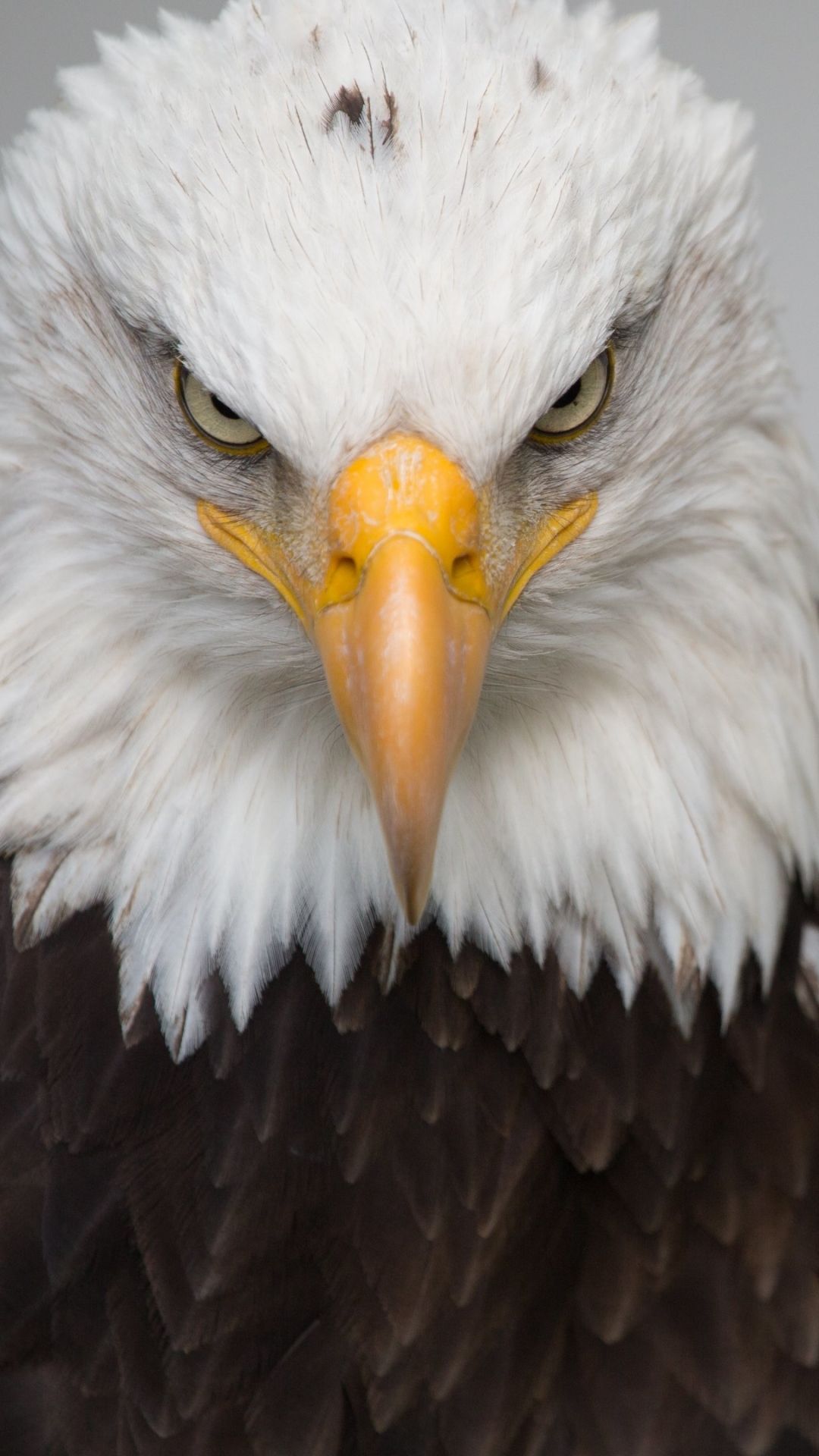 Bald Eagle Eye Wallpaper Download | MobCup