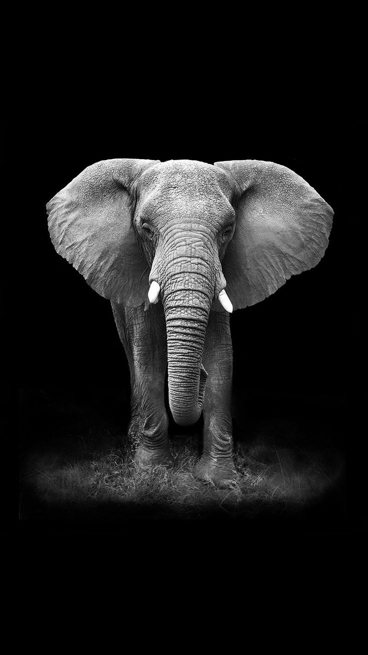 Grey Elephant - Black Background