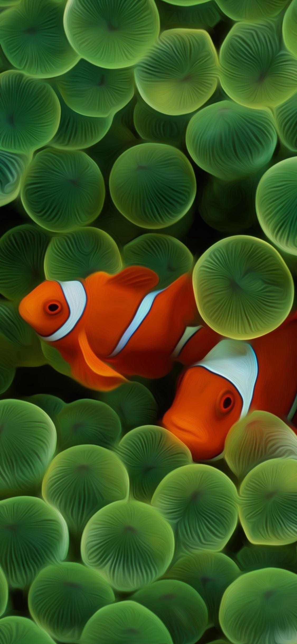 Iphone Clownfish