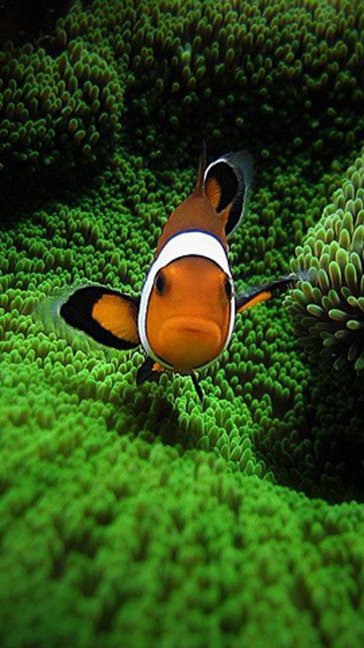 clown fish wallpaper