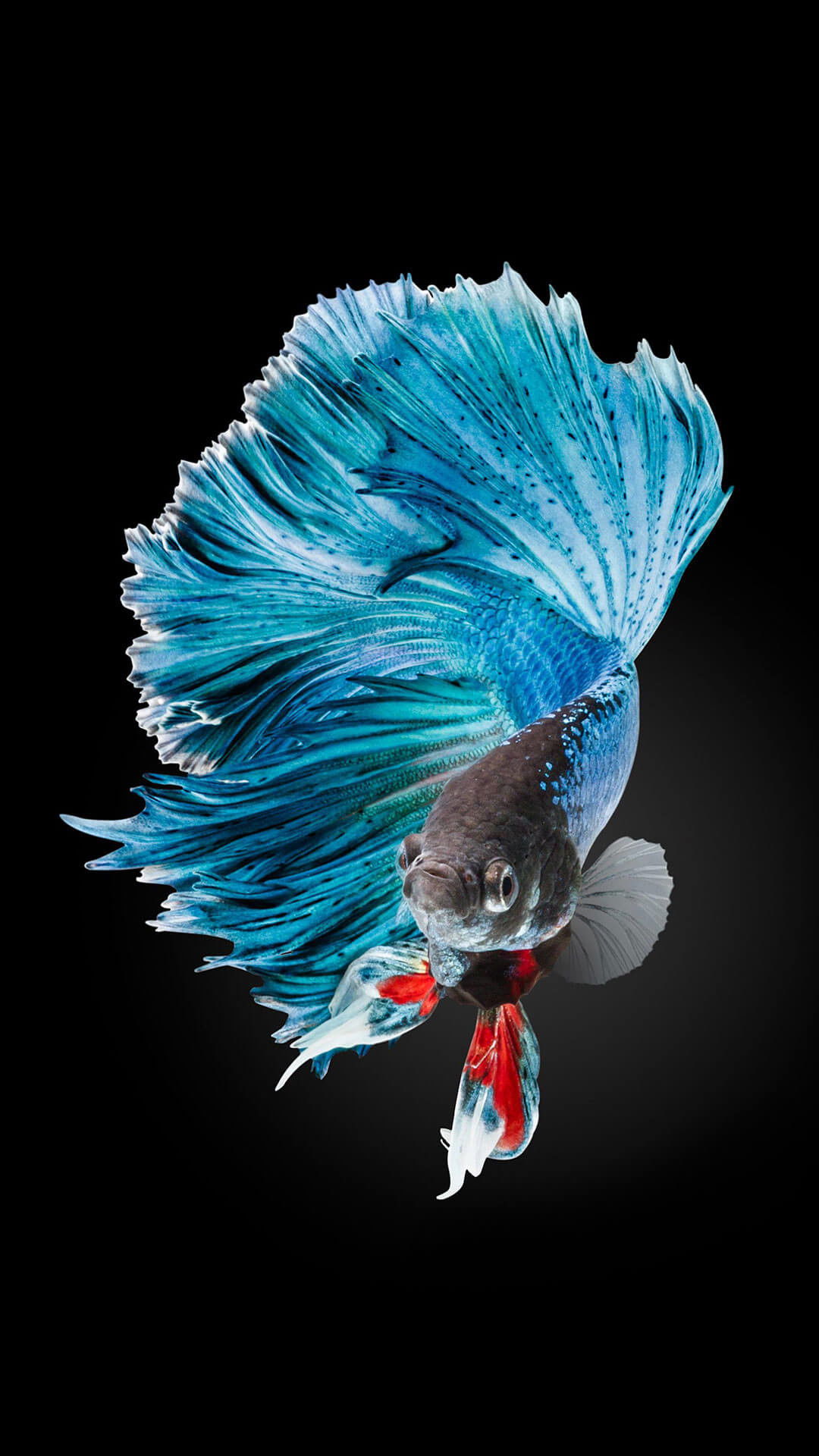 Siamese fighting fish