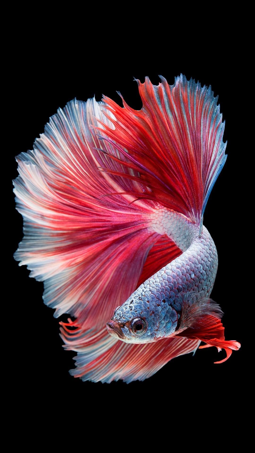 HD wallpaper: white and red betta fish, white fish, deep sea, animal,  scales | Wallpaper Flare