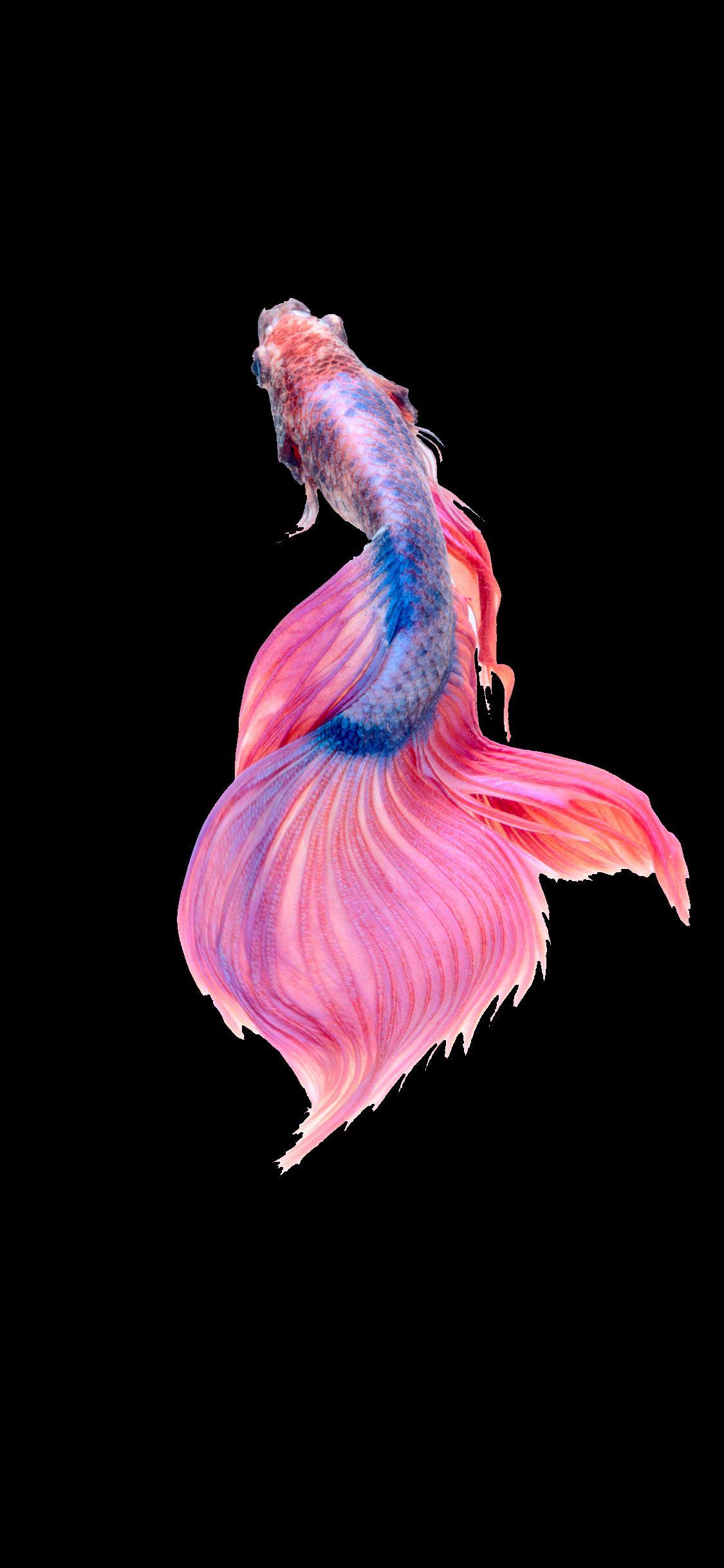 Pink Fighting Fish