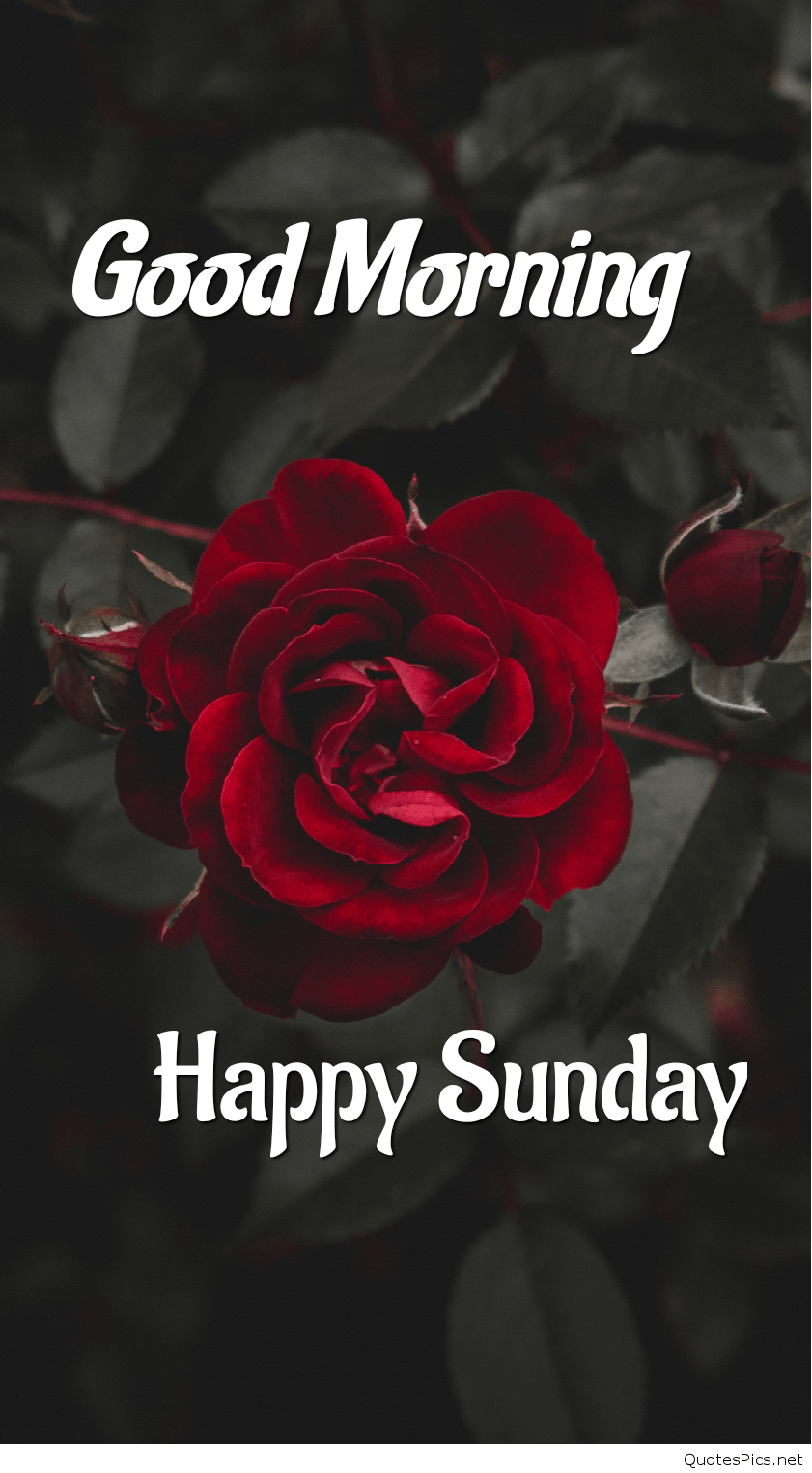 Good Morning - Happy Sunday | Rose Background Wallpaper Download ...