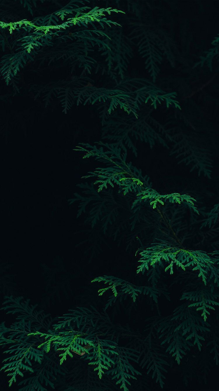 Nature Dark Green Aesthetic  Dark Leaves Aesthetic HD phone wallpaper   Pxfuel