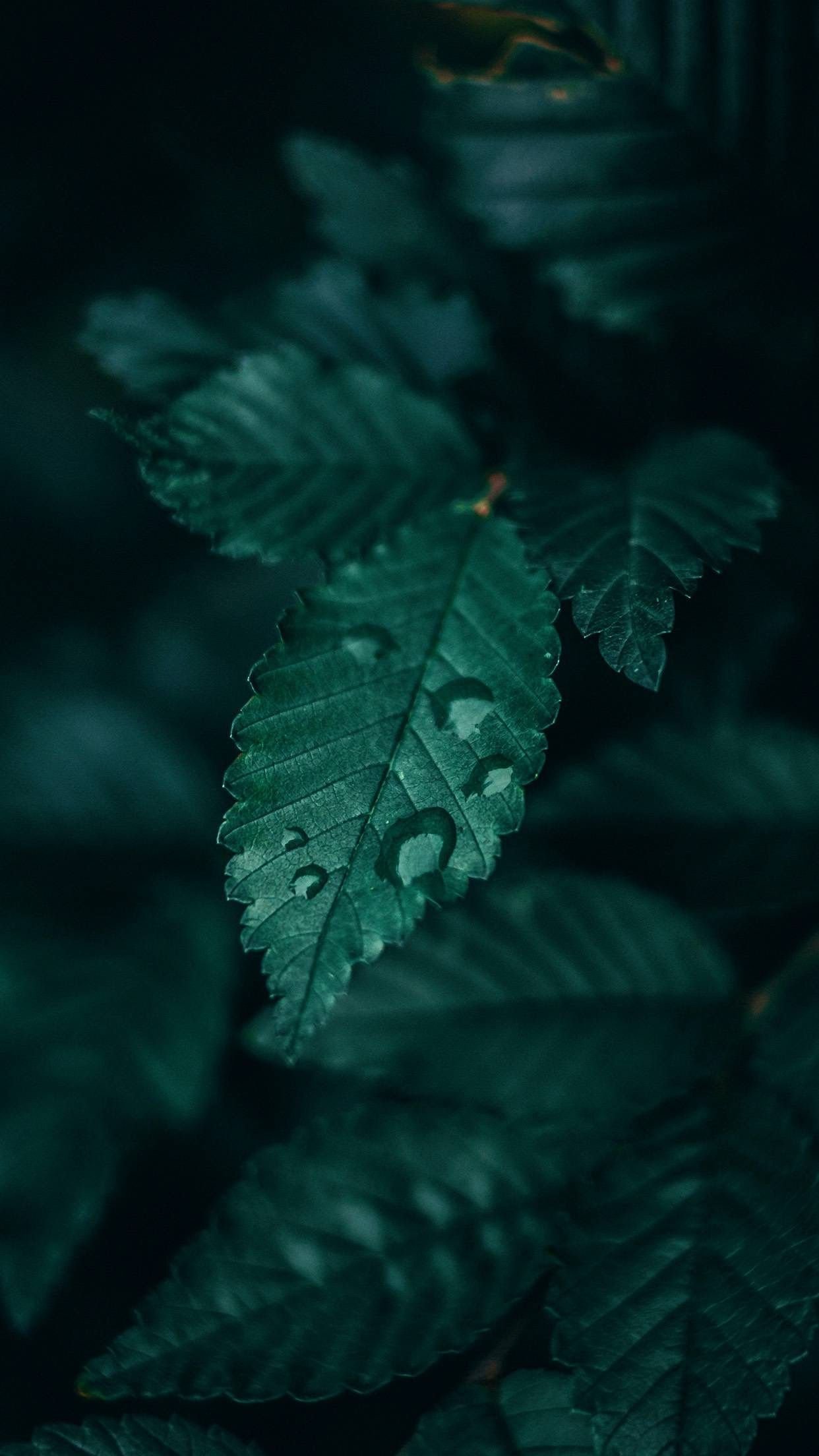 dark green leaves