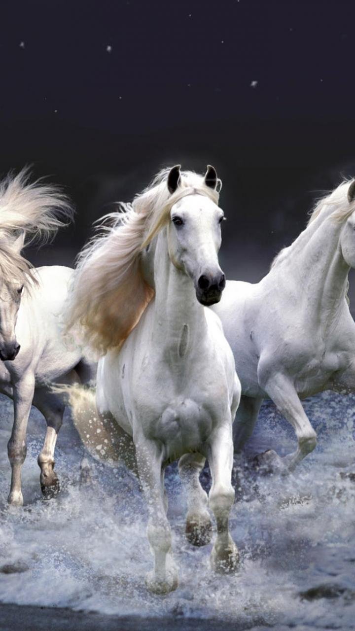 Creative White Horse Mobile Wallpaper Images Free Download on Lovepik |  400605895