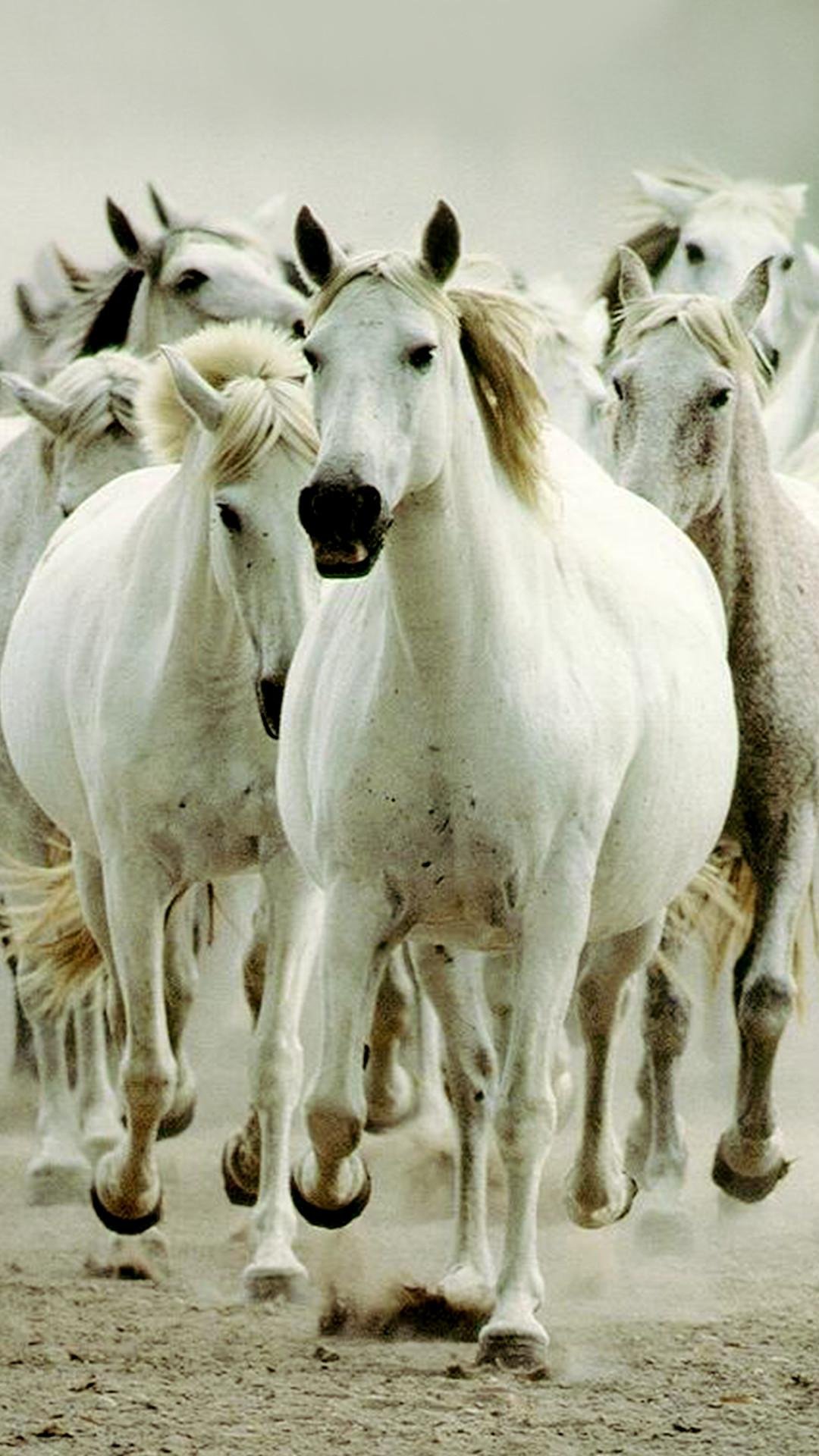 White Horses Running In Time Of Sunset Digitally Printed Wallpaper –  DecorGlance