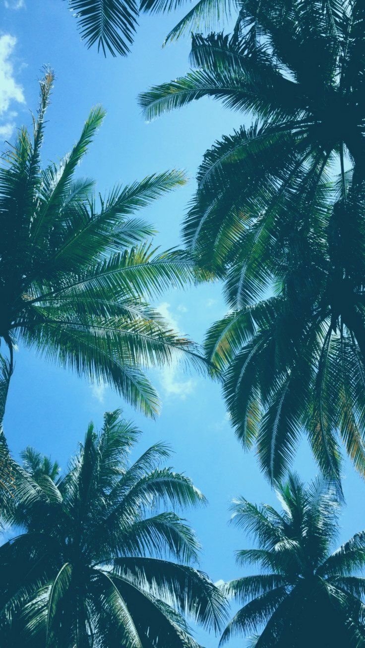 Palm Tree Wallpaper - NawPic