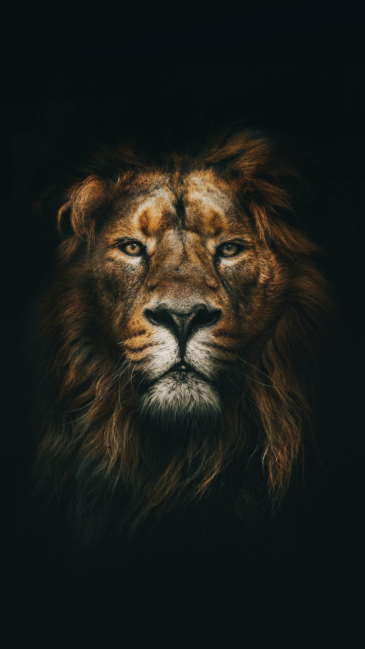 Lion Galaxy Wallpapers - Top Những Hình Ảnh Đẹp