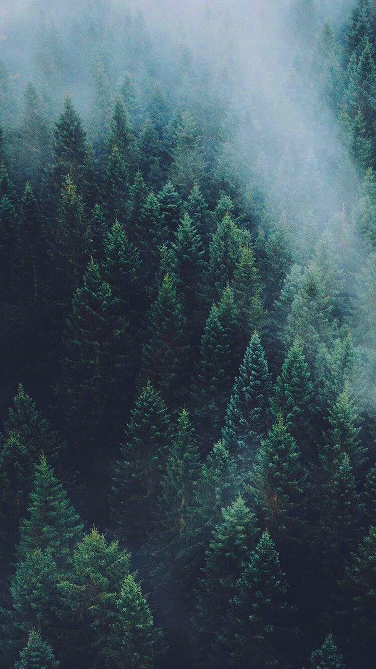 Aesthetic Forest Pictures  Download Free Images on Unsplash