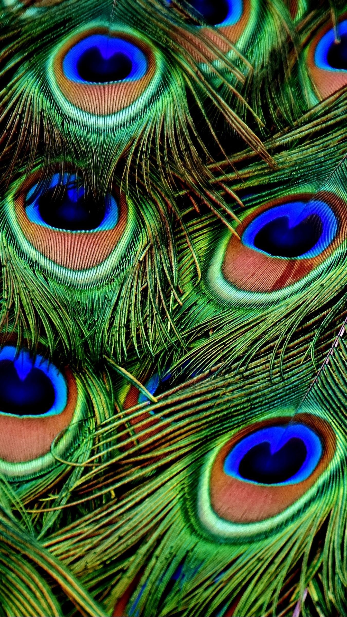 Peacock Feather HD Wallpapers - Wallpaper Cave