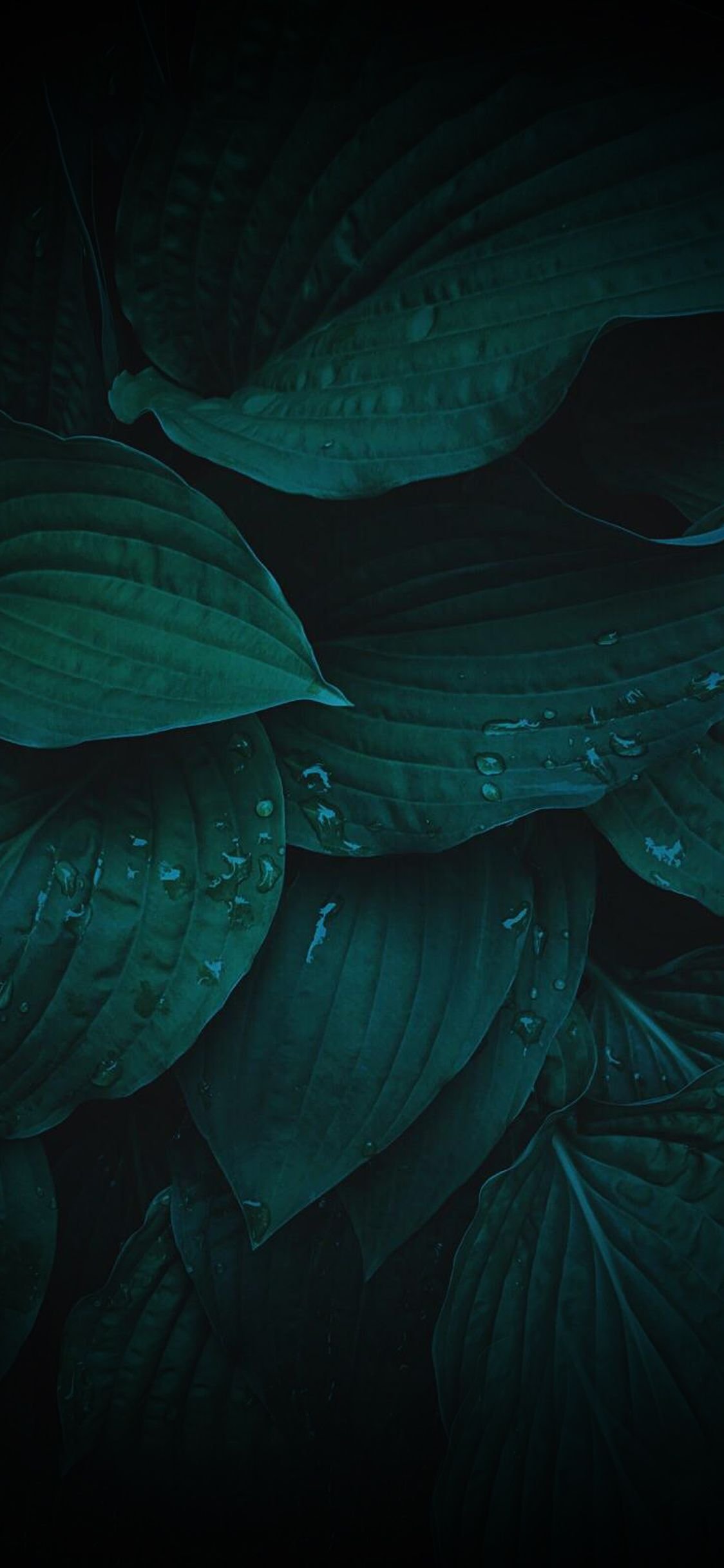 Aesthetic Dark Green Leaves Aesthetic Leaf HD phone wallpaper  Pxfuel