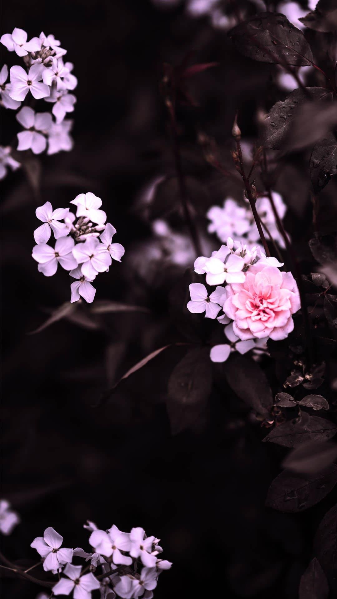 Light pink flowers Wallpapers Download | MobCup