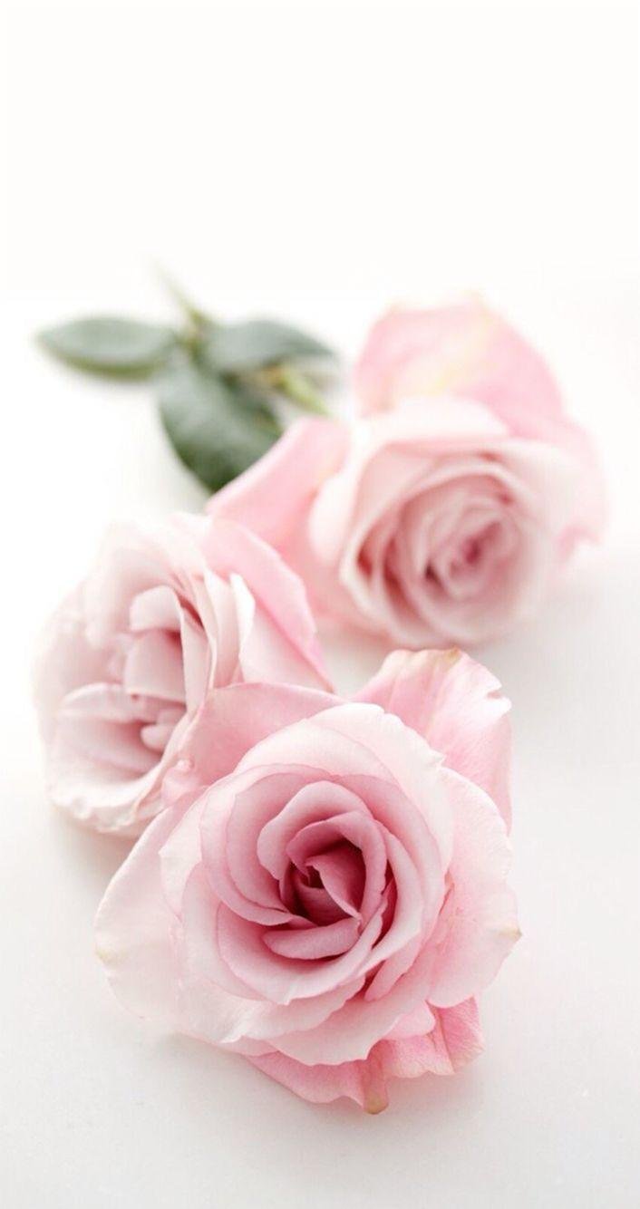 light pink roses wallpaper