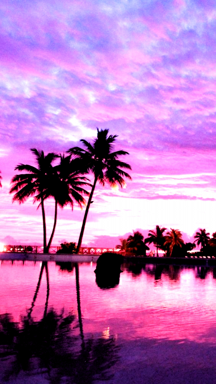 Aesthetic Palm Tree Sunset Wallpaper Download | MobCup