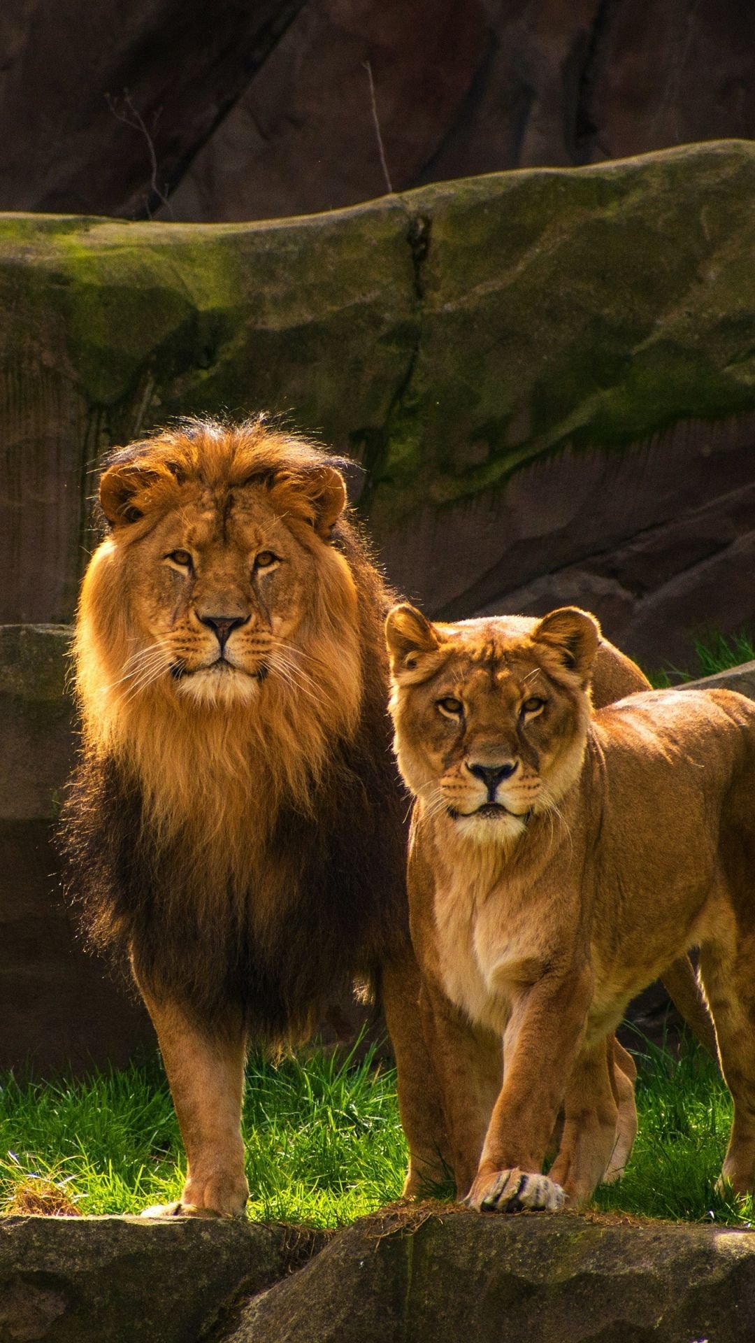 1,000+ Free Lioness & Lion Images - Pixabay