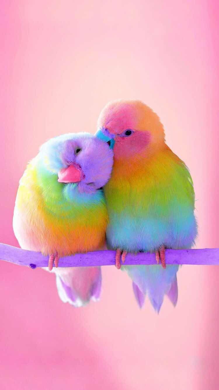 Kawaii Birds