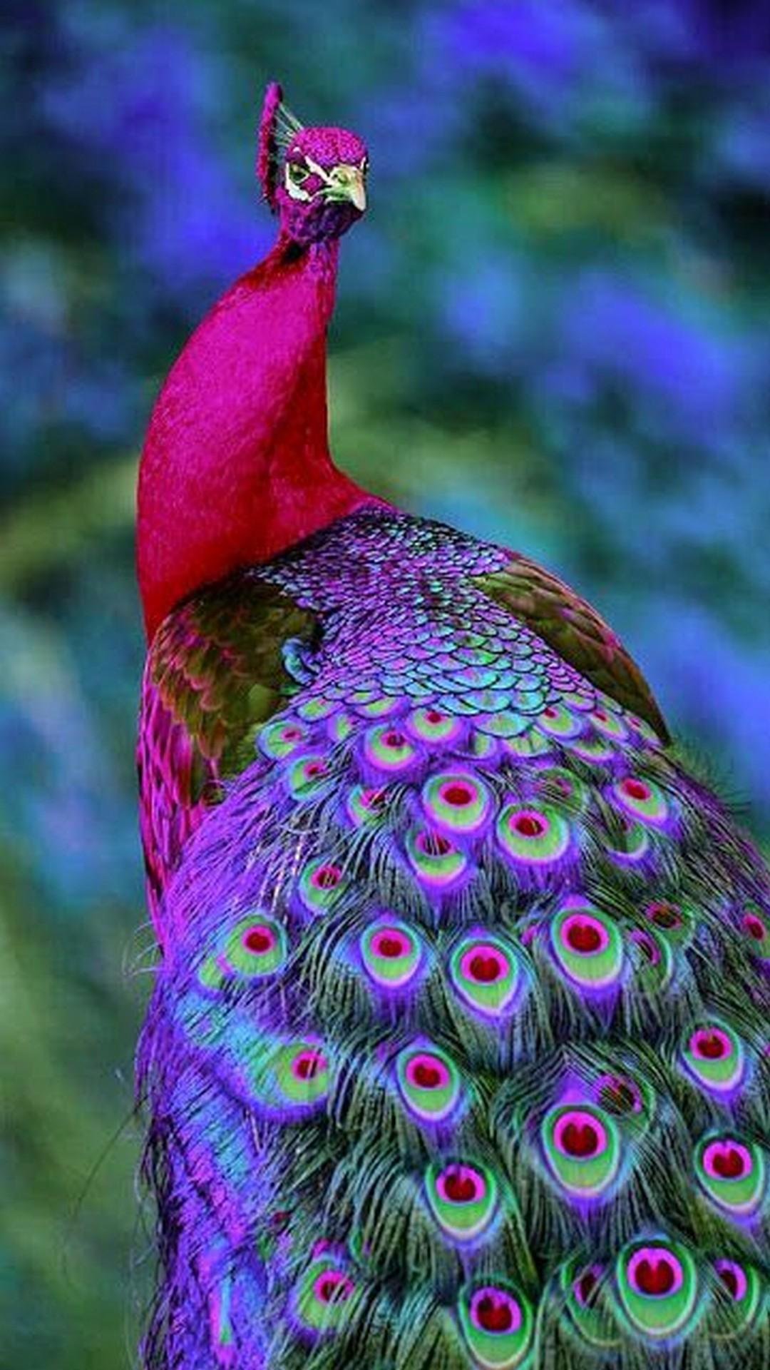 Peacock Desktop Wallpapers - Wallpaper Cave