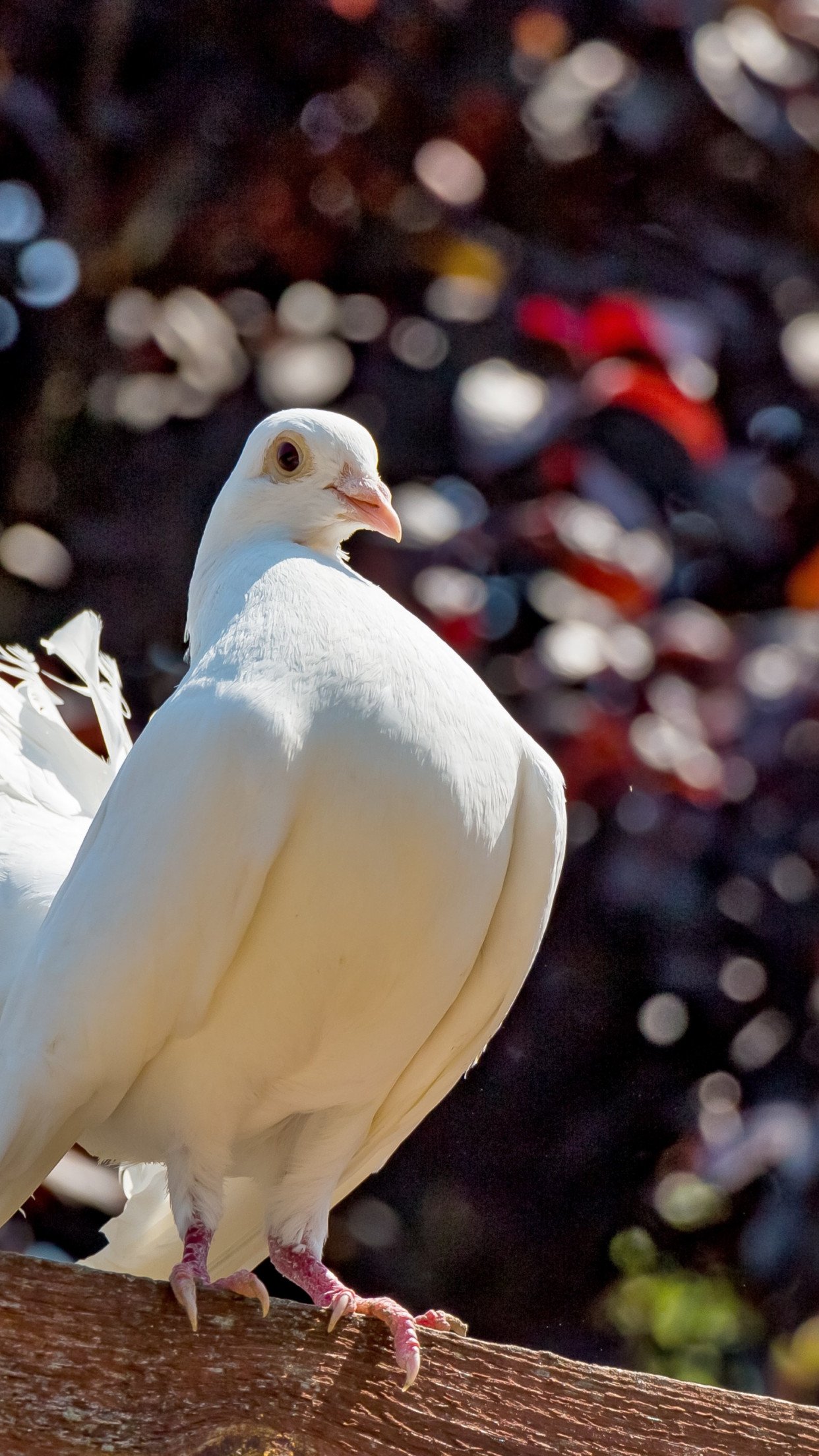 500+ Pigeon Pictures | Download Free Images on Unsplash