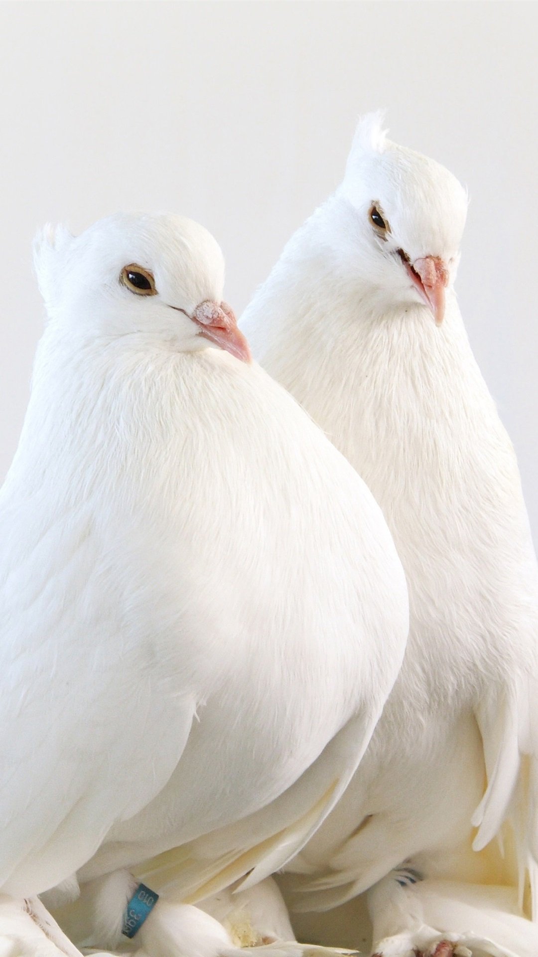 White pigeon HD wallpapers  Pxfuel