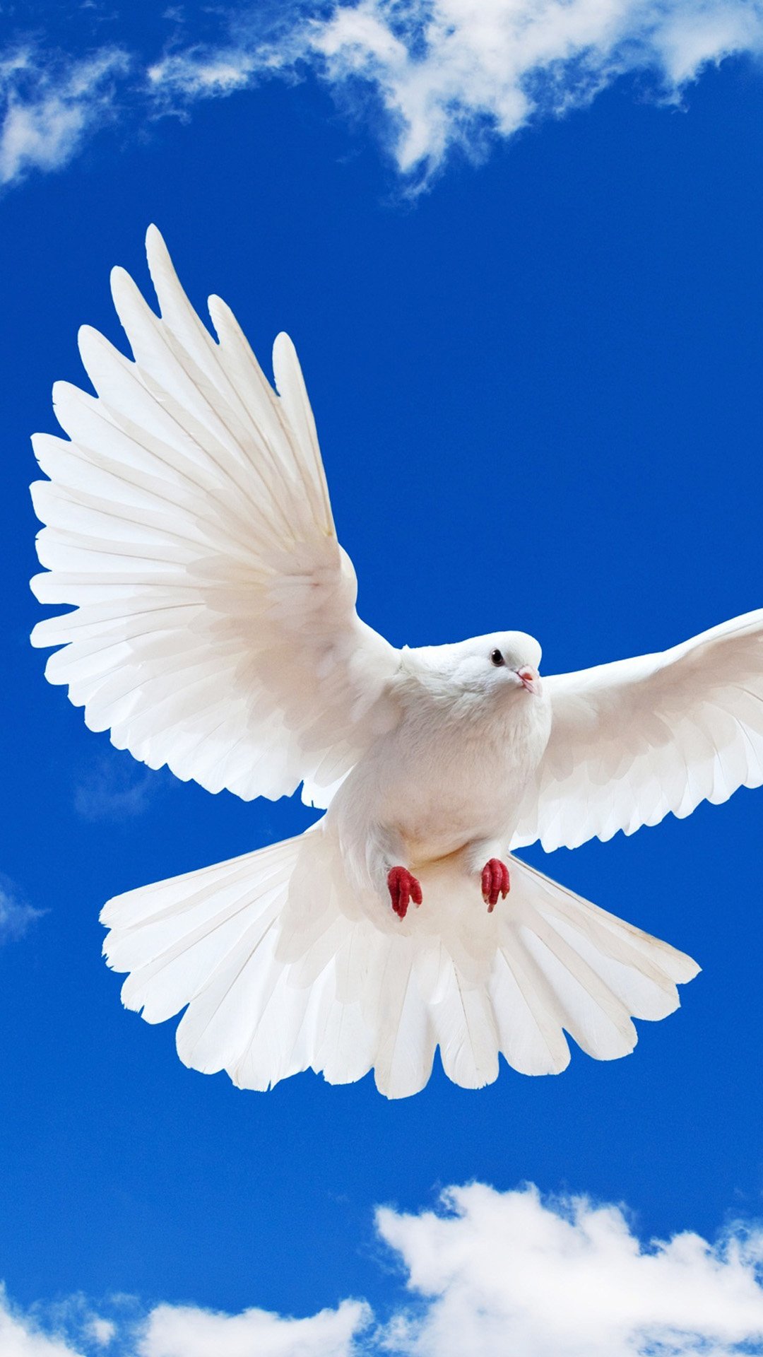 flying white pigeon wallpaper