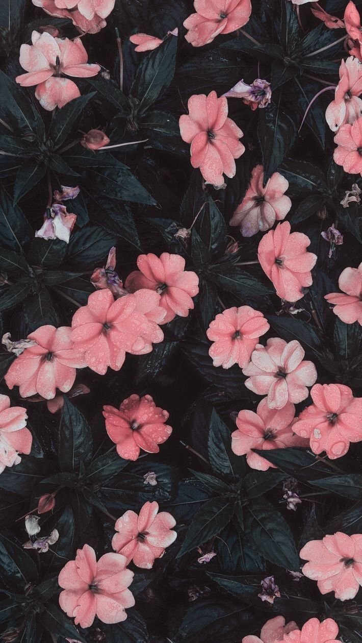 100 Black And Pink Floral Wallpapers  Wallpaperscom