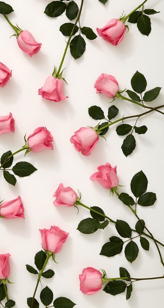 Love roses Wallpapers Download | MobCup