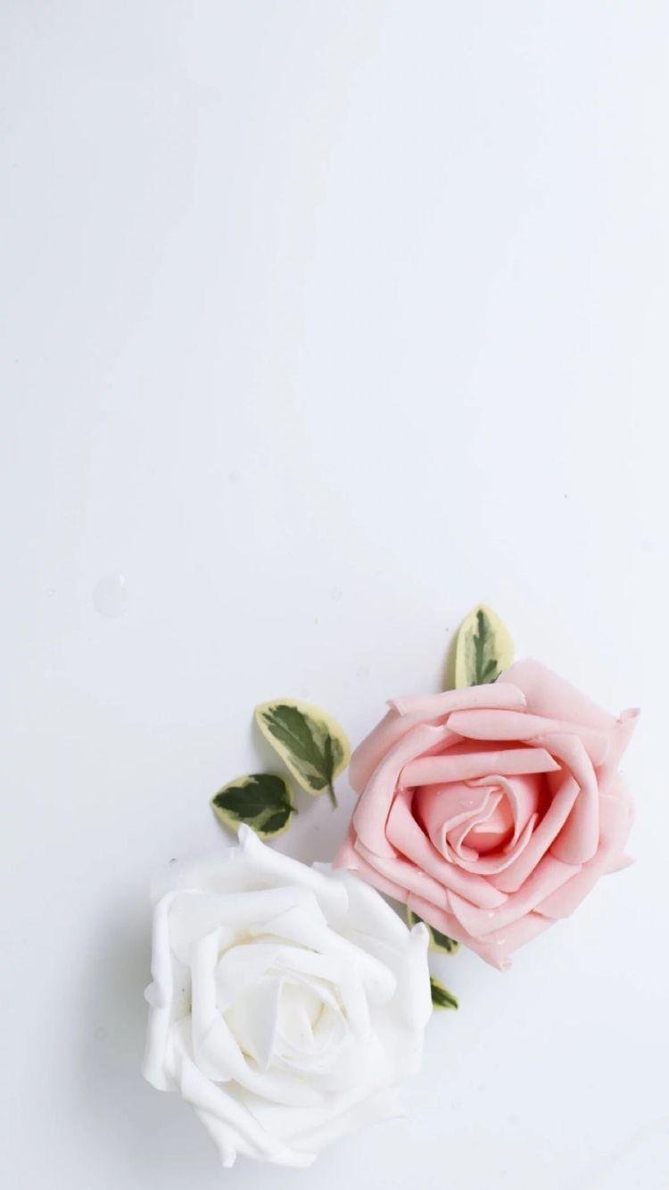 Best Roses iPhone HD Wallpapers  iLikeWallpaper
