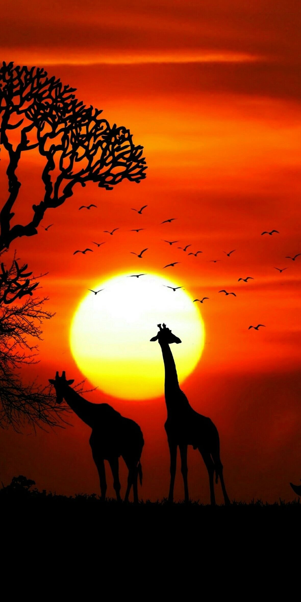 Giraffe With Sunset Background