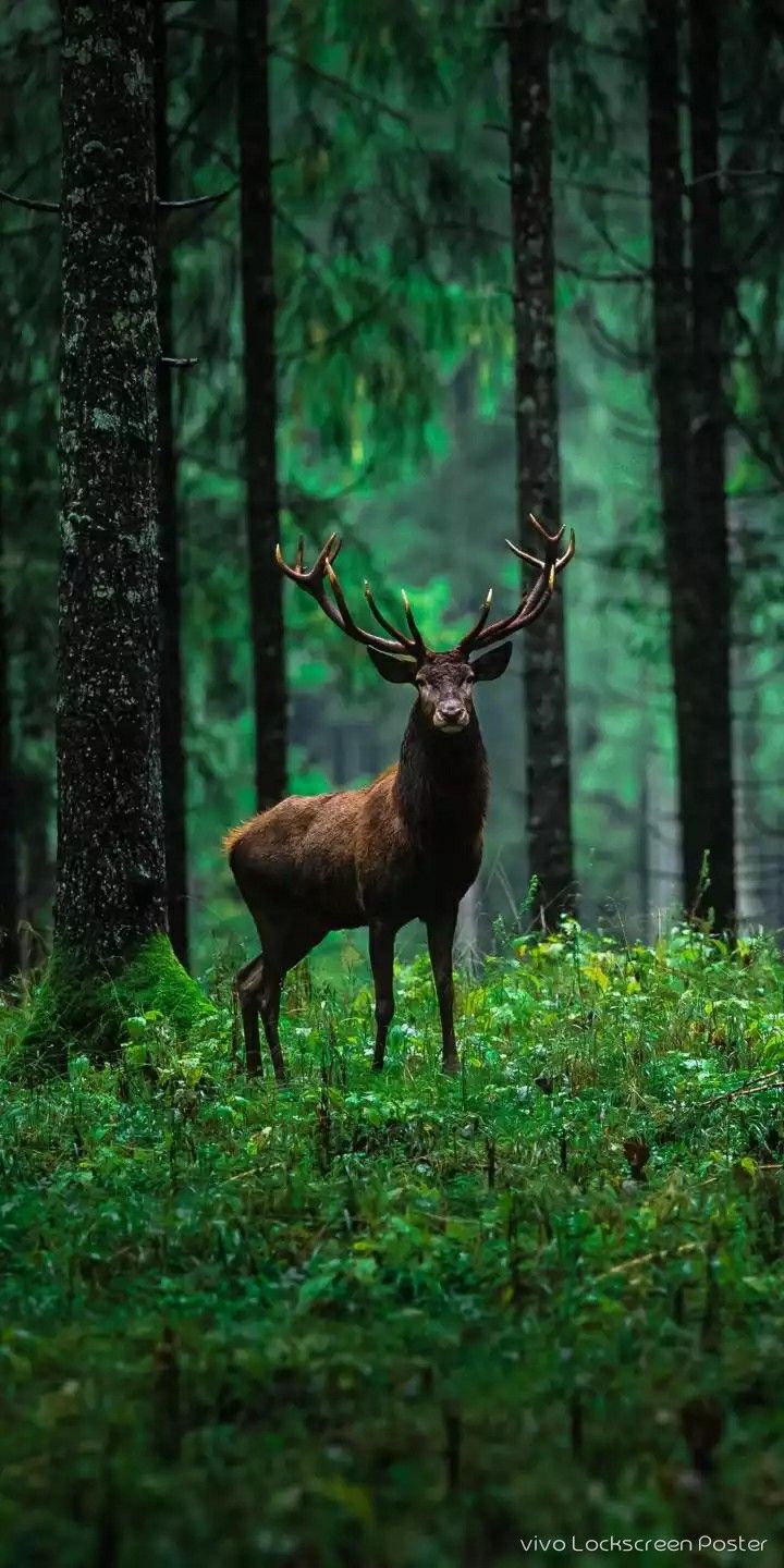 Deer In Green Forest