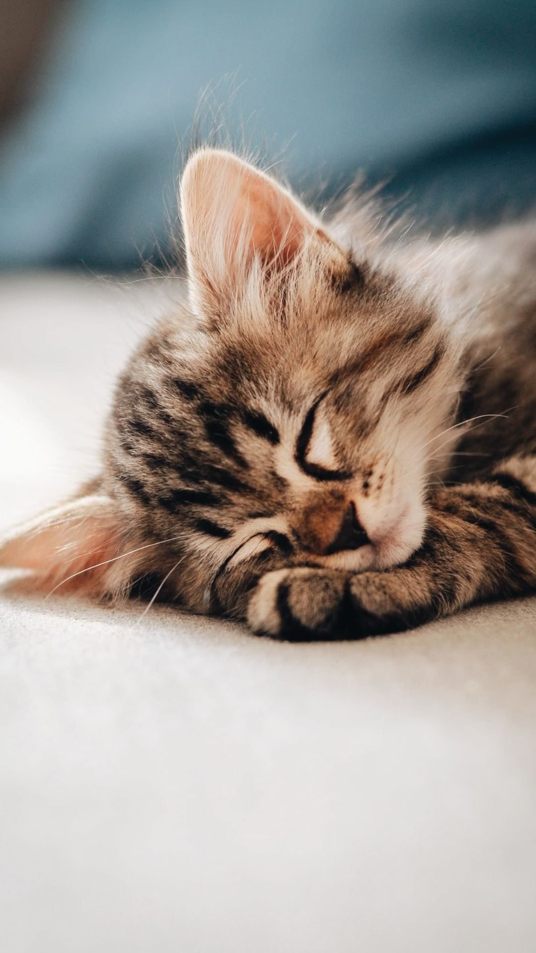 Download Sleeping Cute Cat Aesthetic Wallpaper