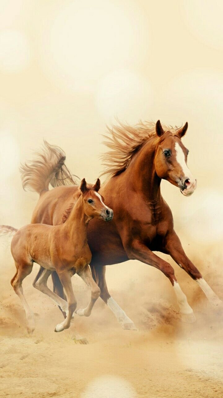 beautiful baby horses wallpaper
