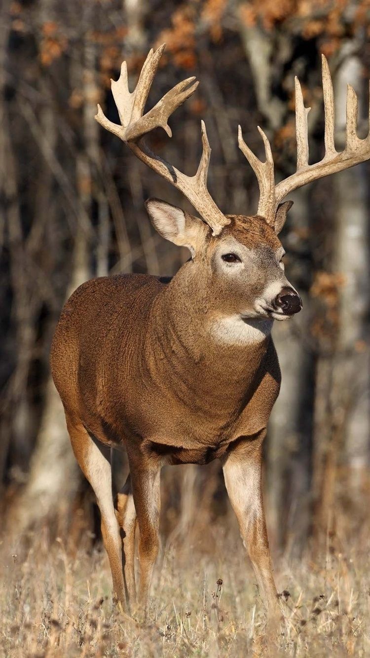 White-tailed deer