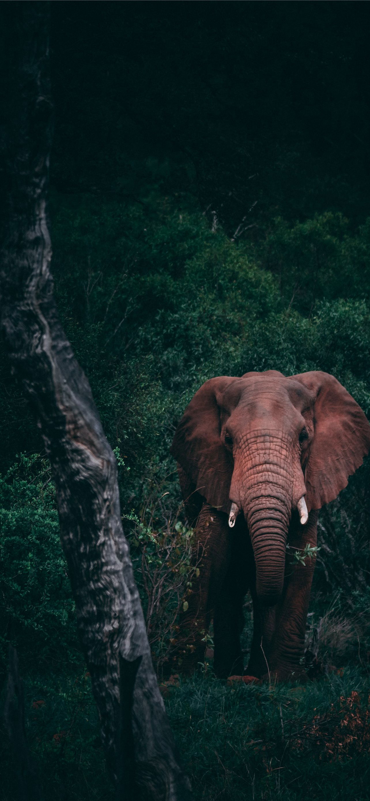 Elephant In Forest