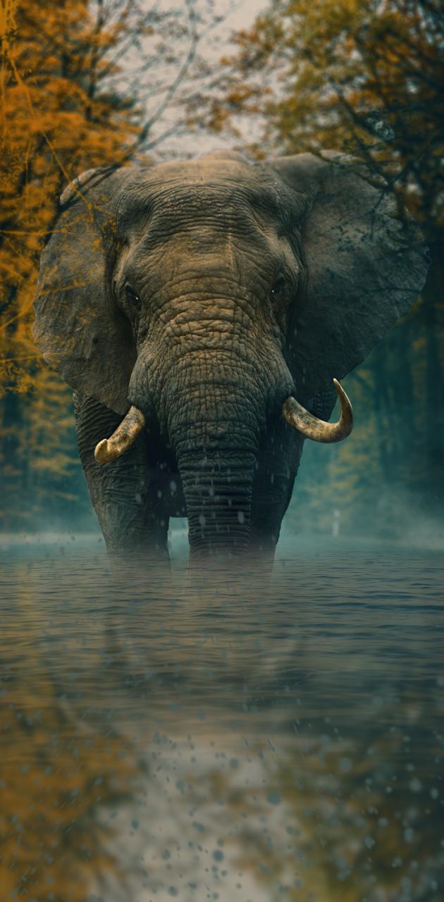 Elephant Wallpaper for iPhone 14  Priceo