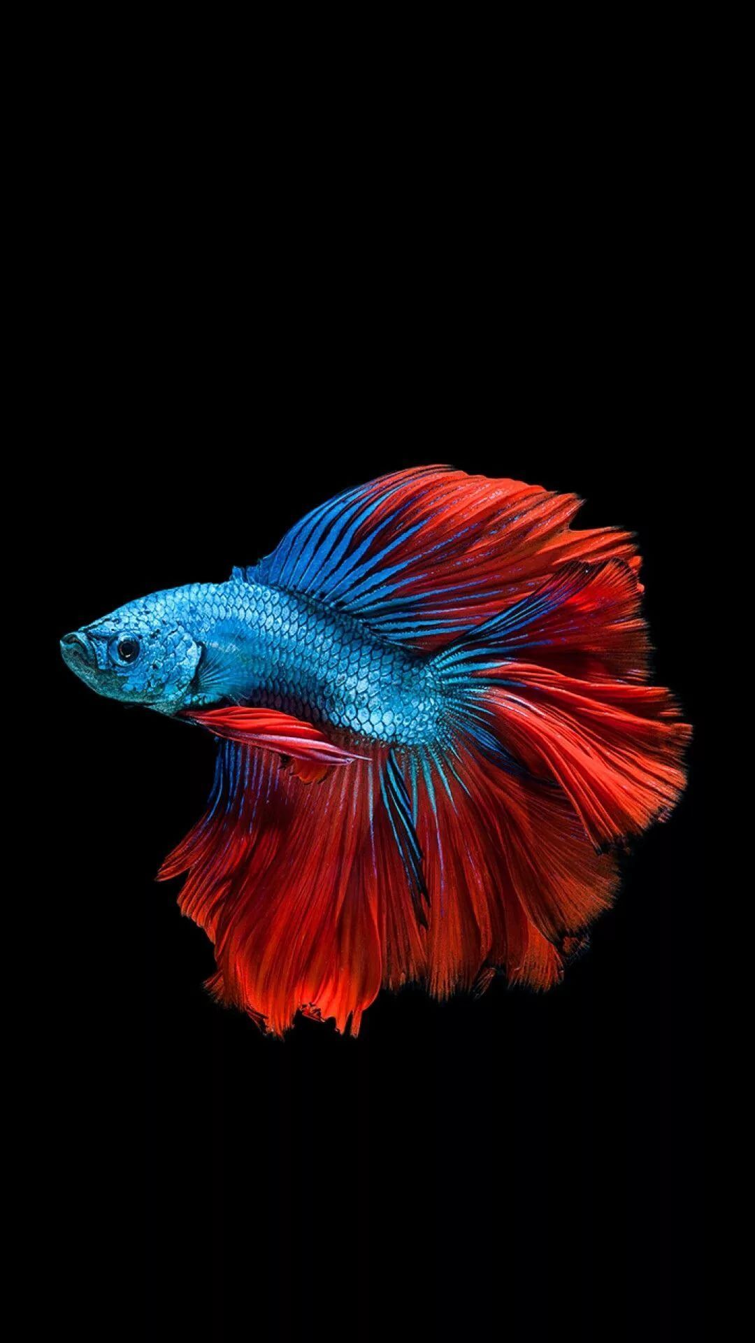 Siamese fighting fish