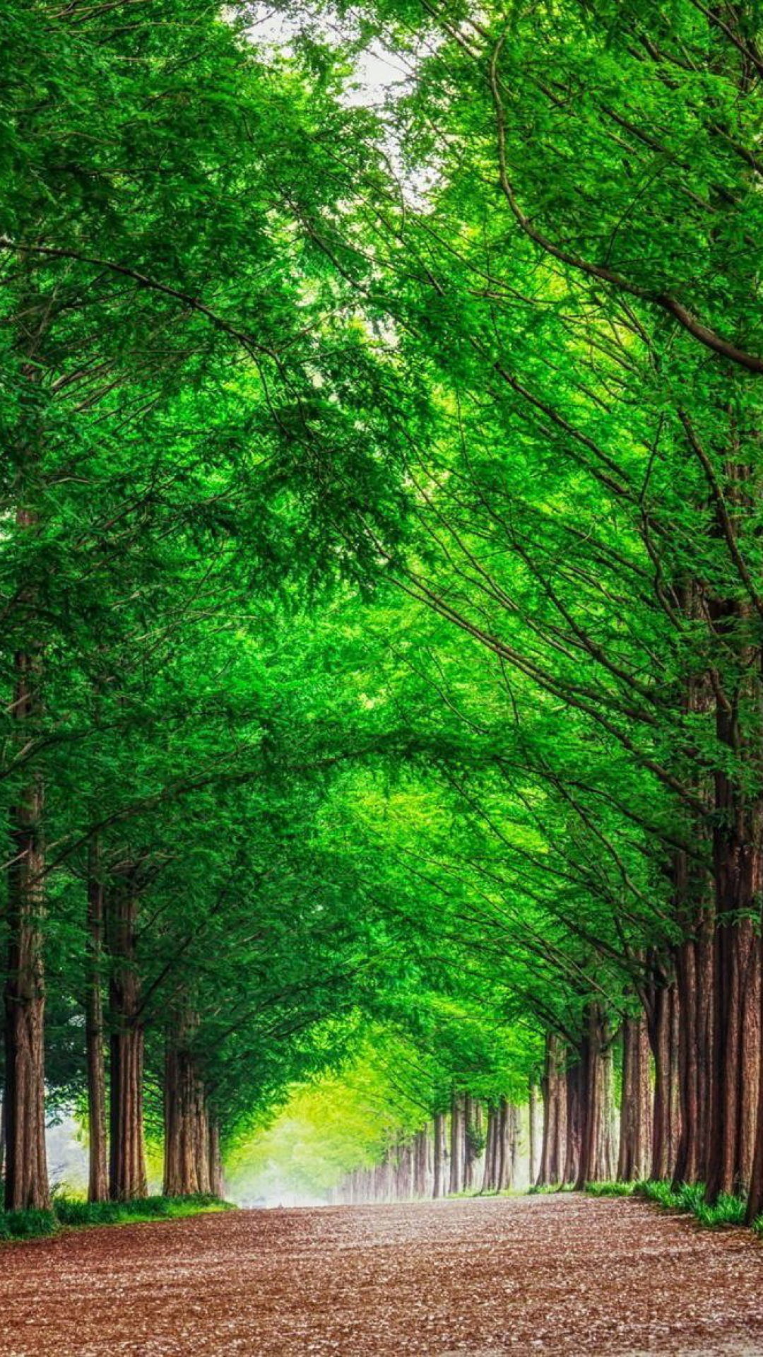 Greenery Trees Wallpaper Download | MobCup